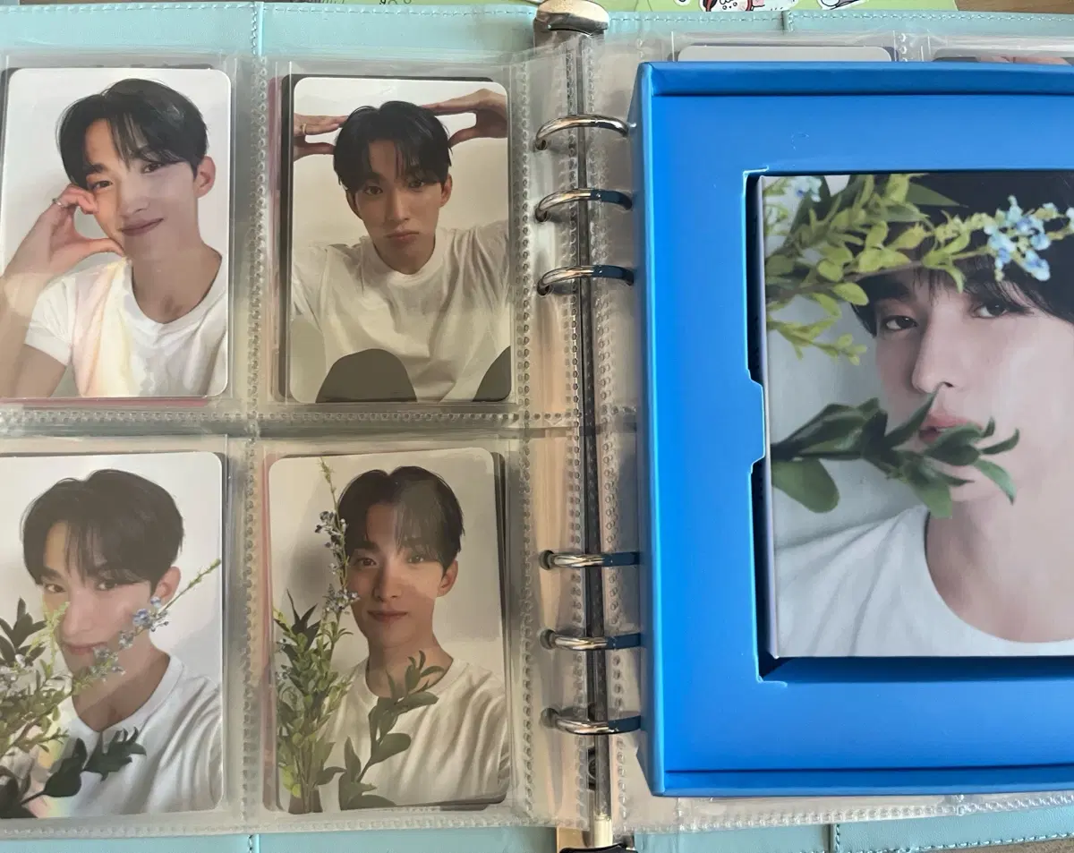 세븐틴도겸 캐럿반 드볼 일괄양도