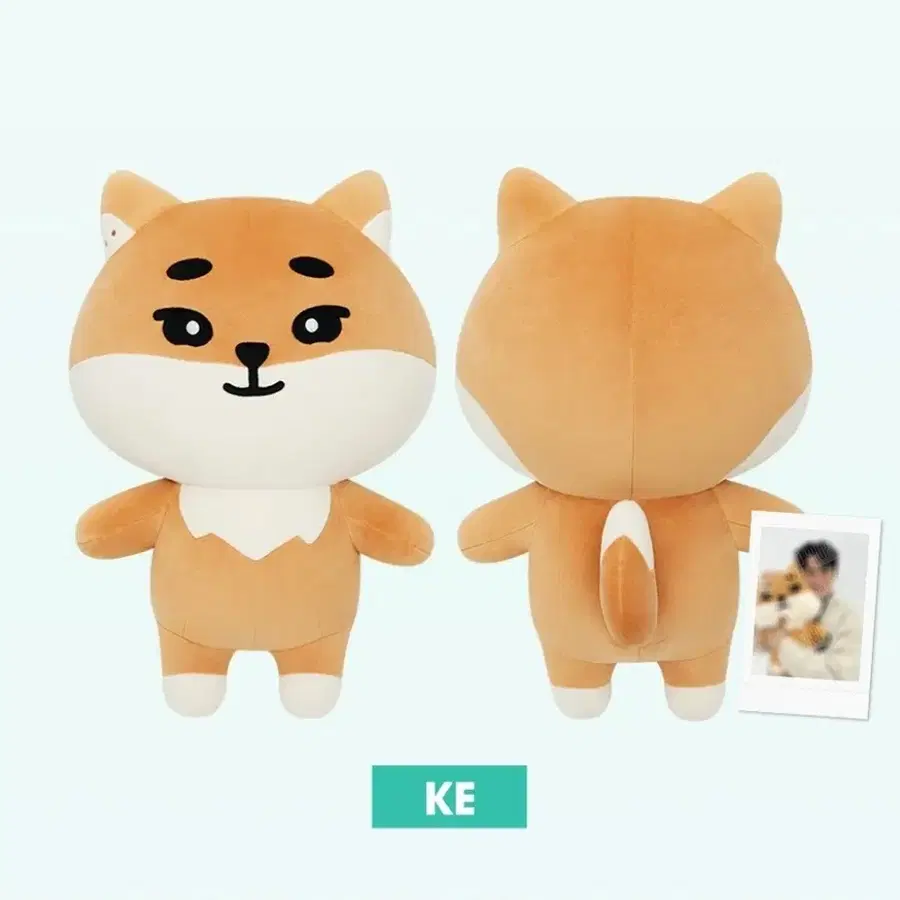 데이식스 자데멀 케 자이언트 데니멀즈 영케이 새상품 포카 포함