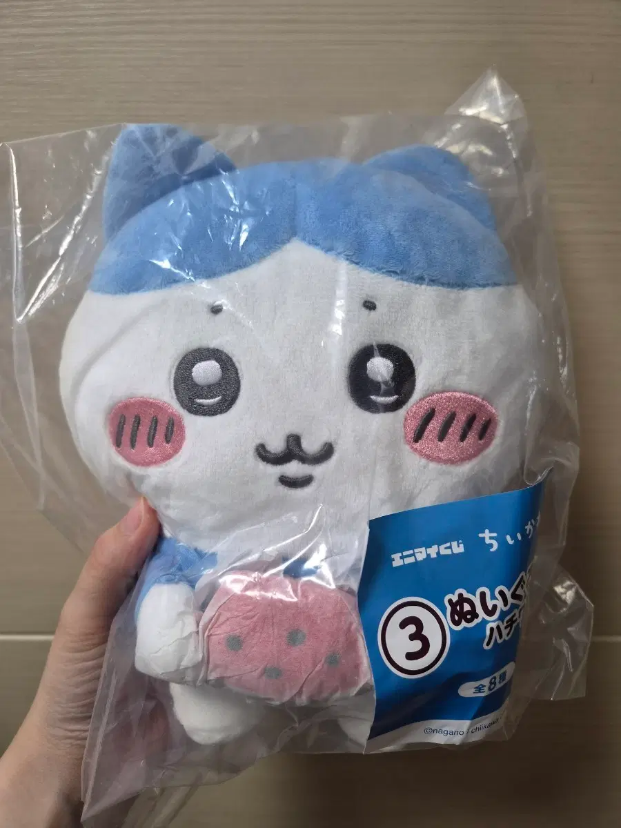 치이카와 여름쿠지 하치와레 누이