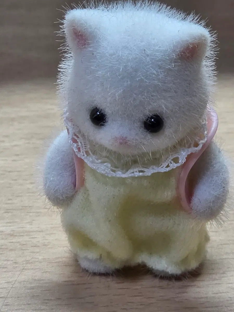실바니안 블라인드백 양도 거북이 페르시안 고양이 아기 아기고양이