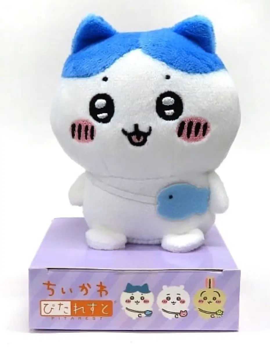 먼작귀 하치와레 피타레스토 인형 피타레스트 치이카와