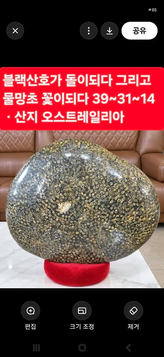 블랙산호 화석 장식석 39x31x14cm 호주산