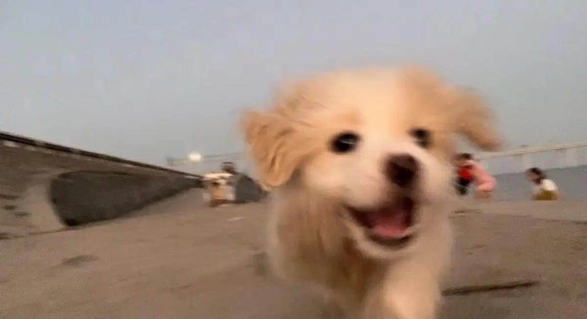 리본돌 구합니다.