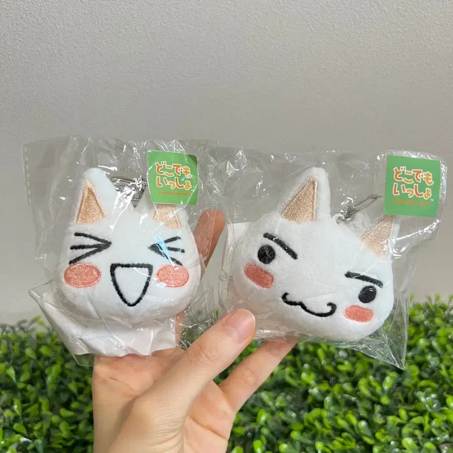 도코데모잇쇼 토로 키링 인형 누이