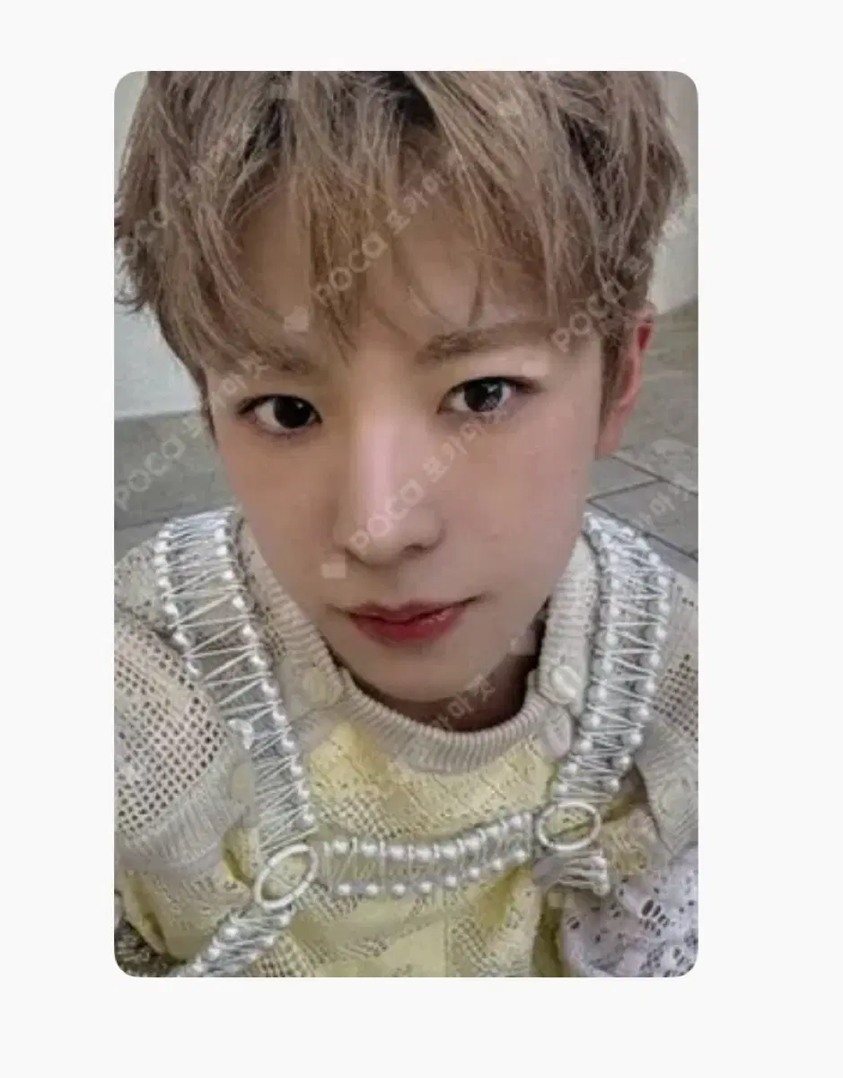 엔시티위시 유우시 프래그런스 포카양도 시온리쿠사쿠야재희료컴백쇼케