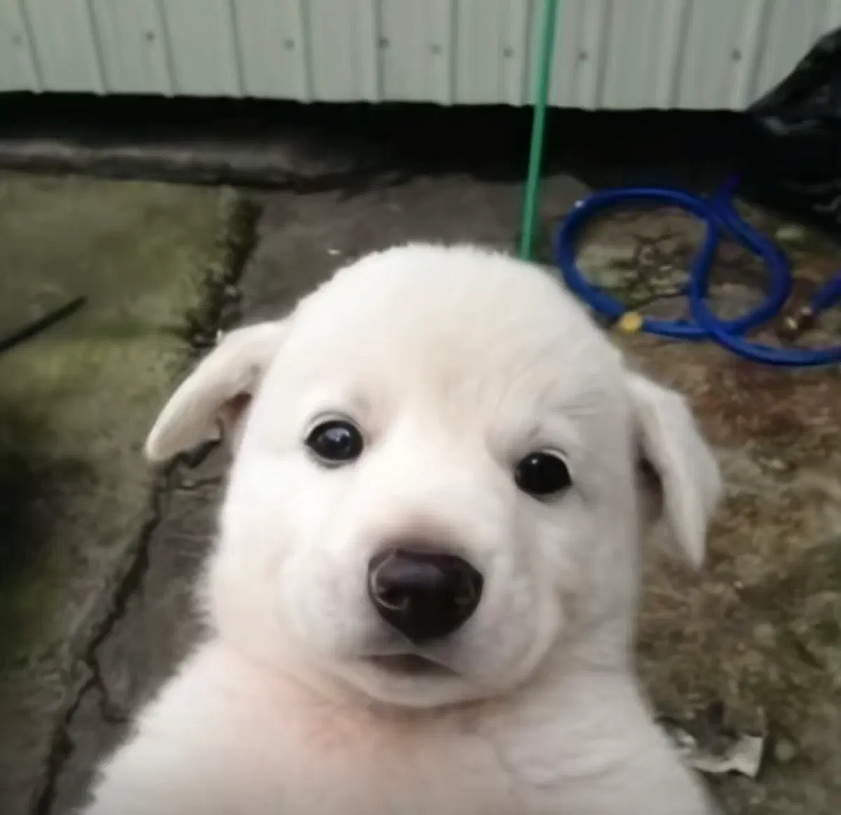 애플뮤직 하실 분 구해요!