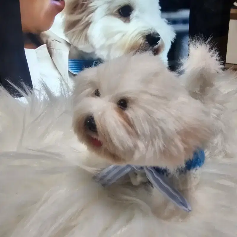 임영웅 강아지 시월이