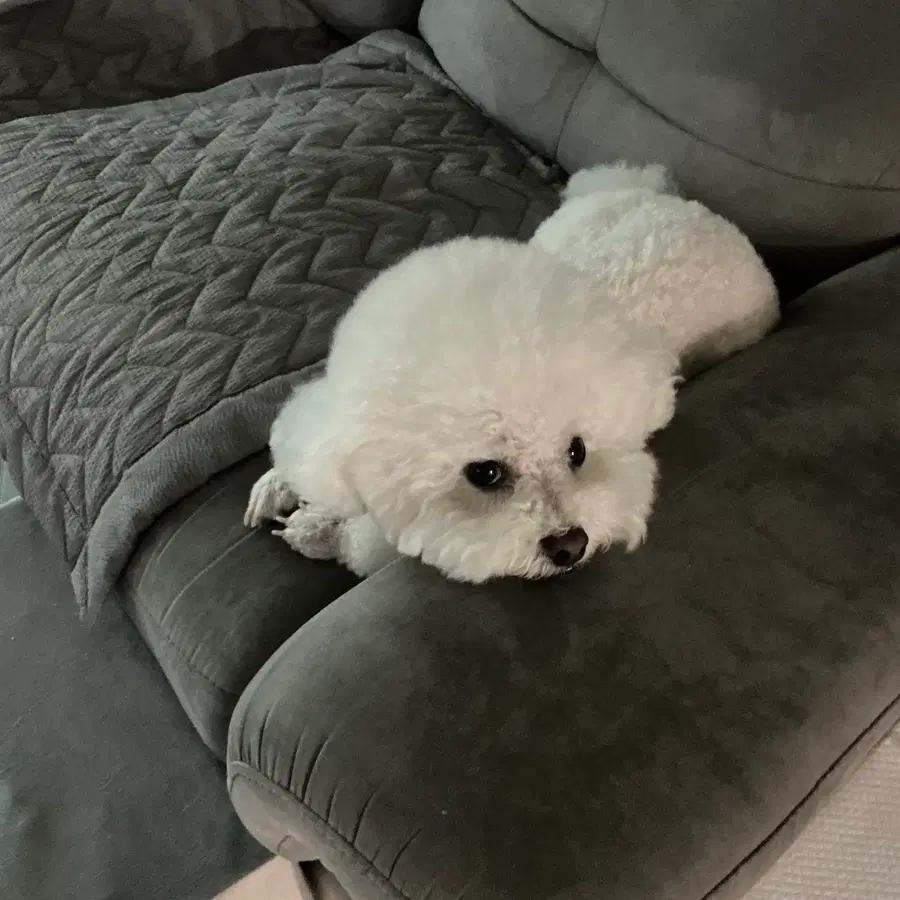 HDEX 로카티 삽니다