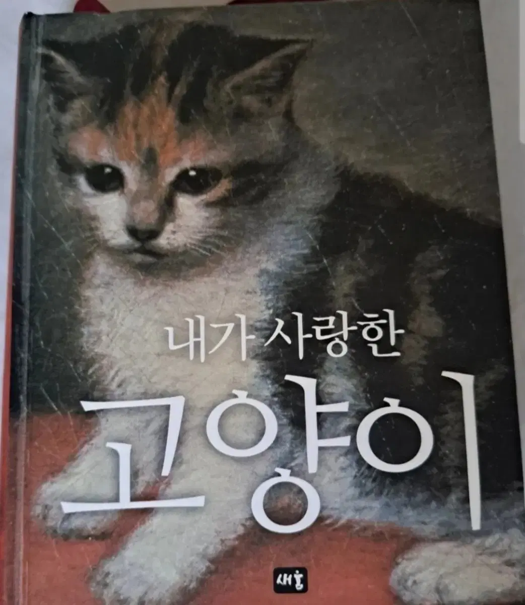 서적 예술사학자 줄리오 지은 그림 에세이 책 내가 사랑한 고양이