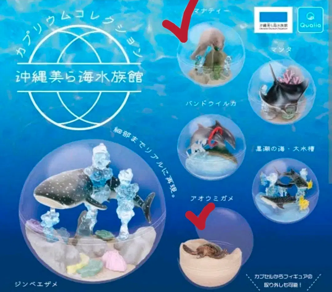 오키나와 츄라우미 수족관 가챠