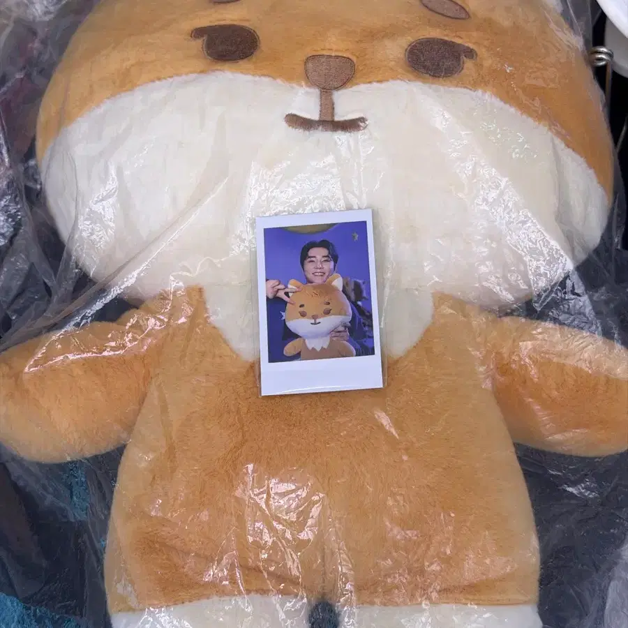 데이식스 영케이 자쁘멀 케 폴라 포함