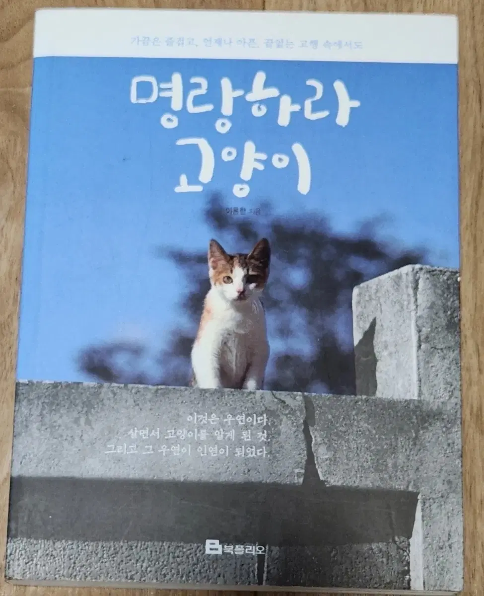 서적 명랑하다 고양이