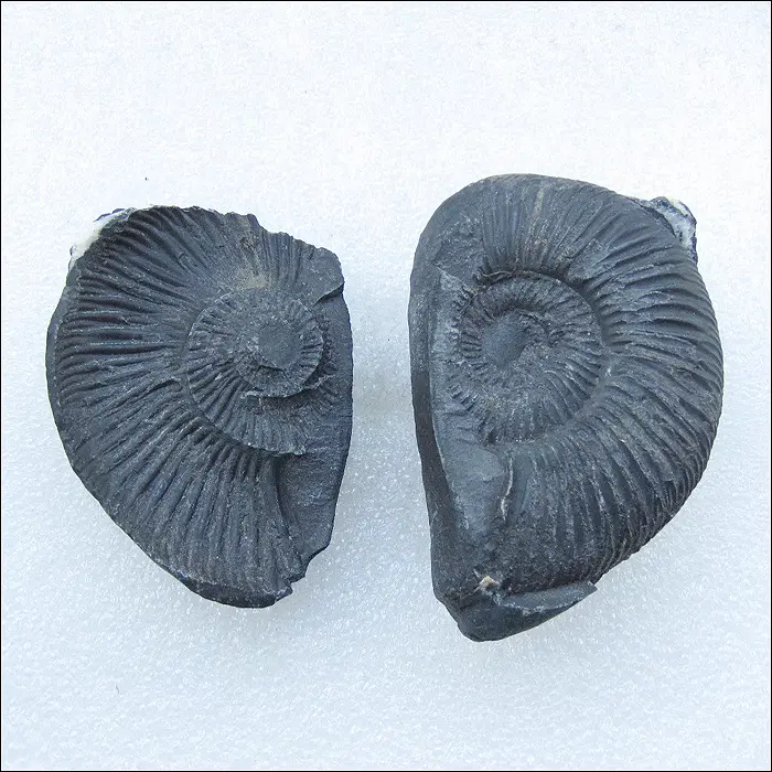 암모나이트(Ammonite) 화석 한쌍 (2218)