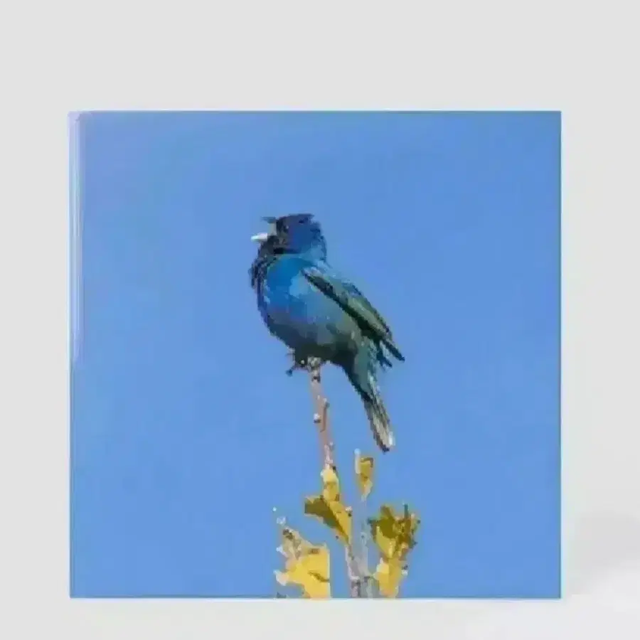 윤지영lp blue bird 구해요