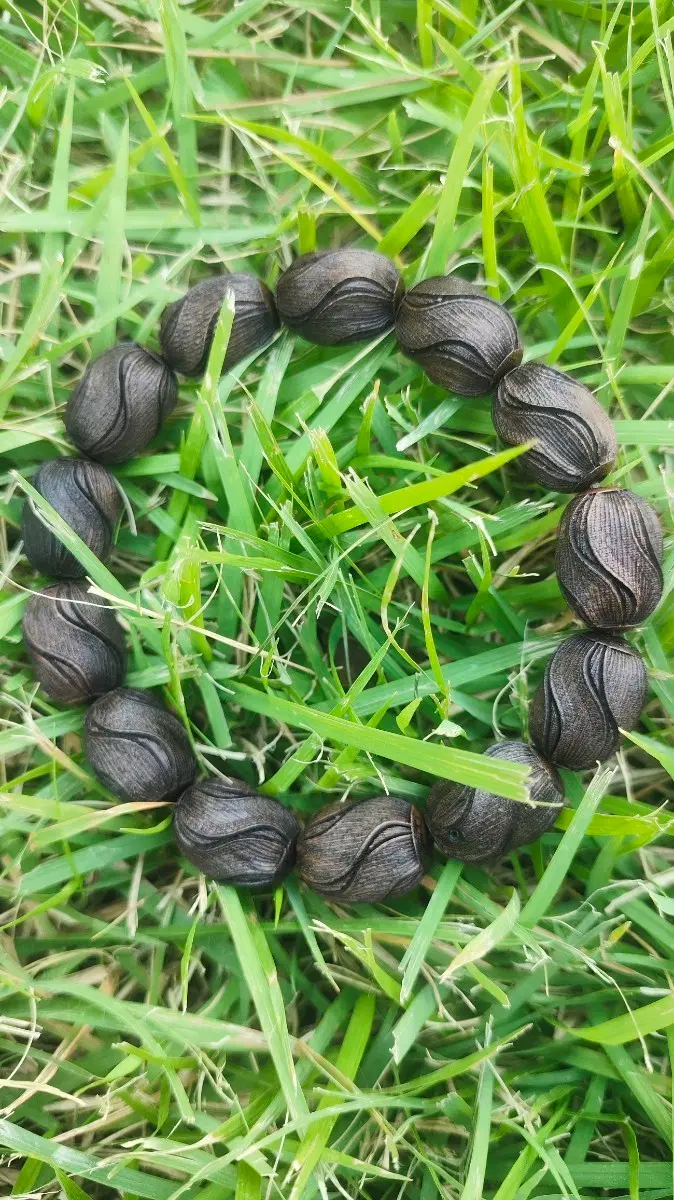 아프리카 토침 침향 (흑토단향) 12mm