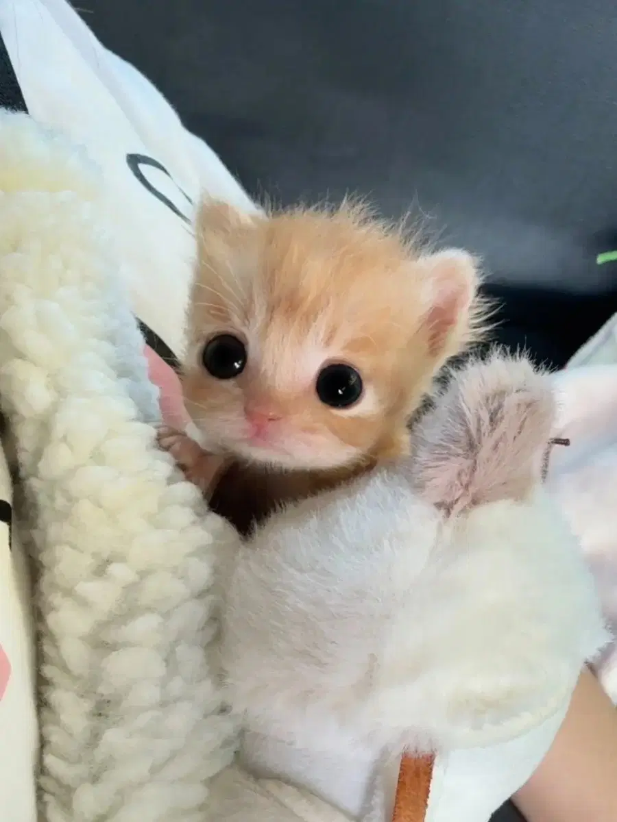 슬랑이삽니다