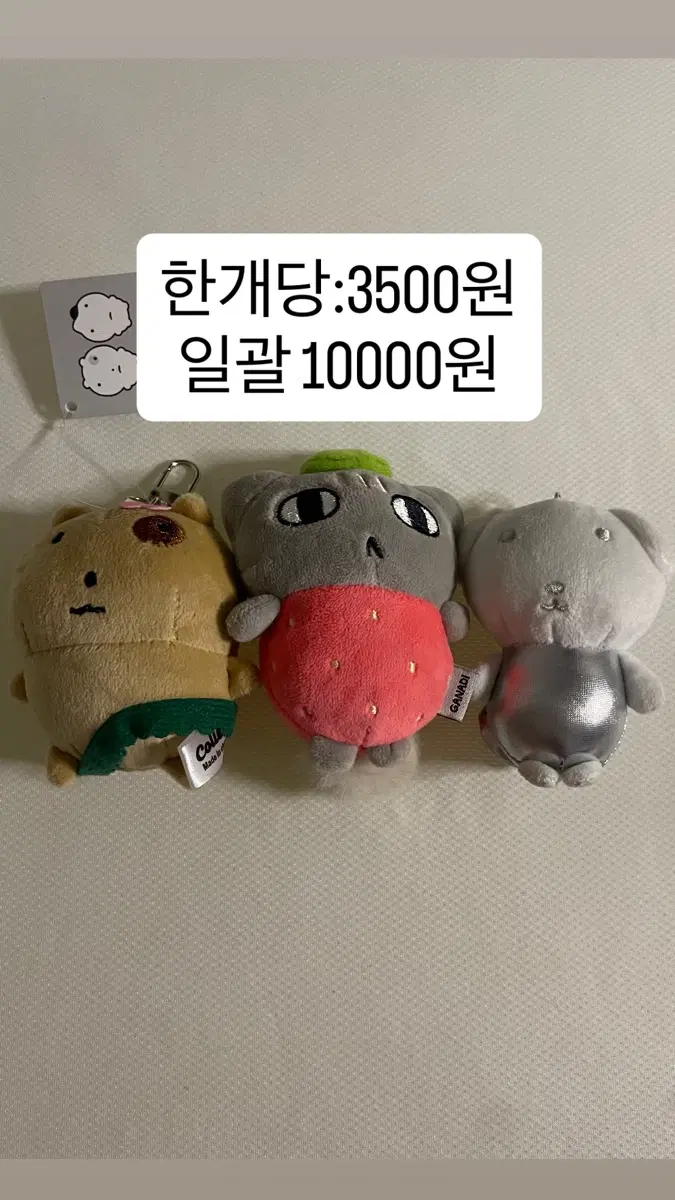 귀염뽀쨕 인형