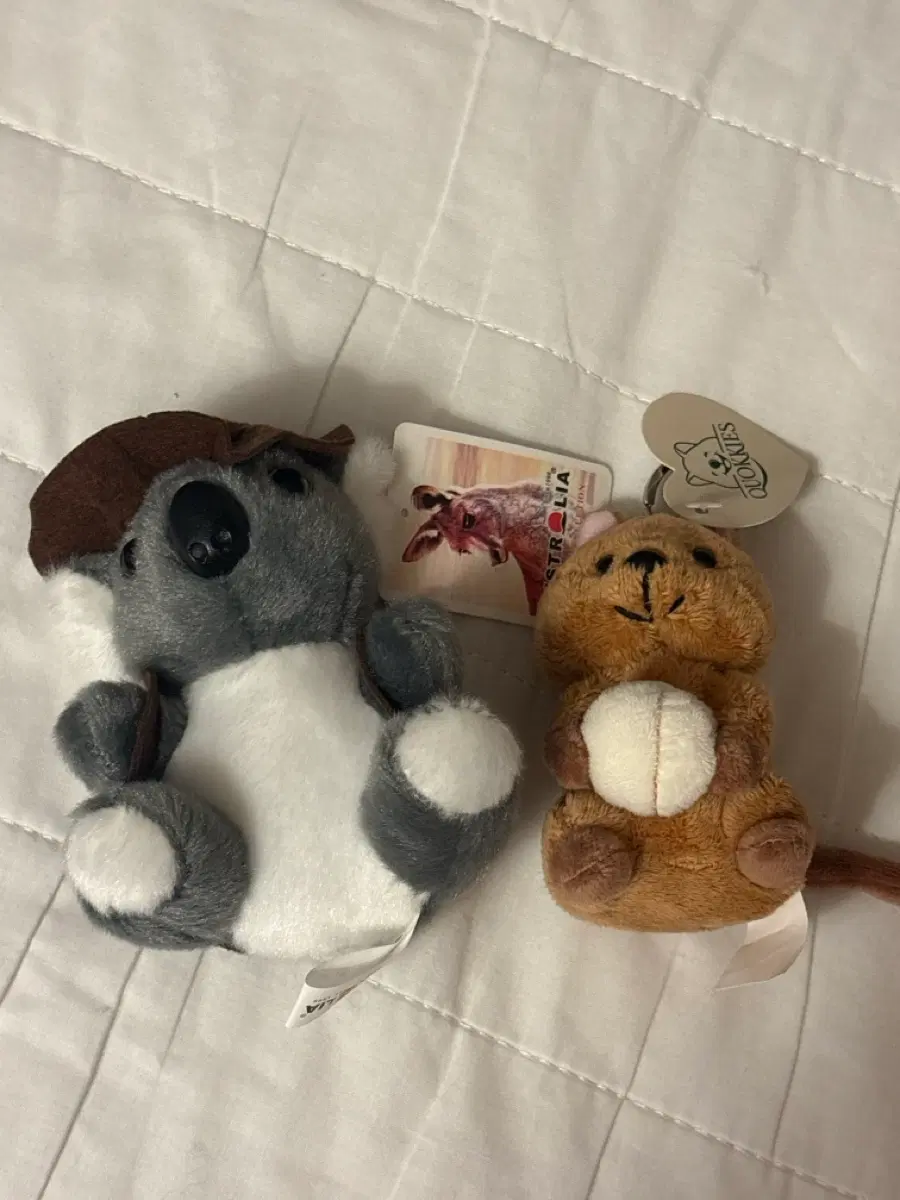 호주 기념품 코알라 캥거루인형 일괄