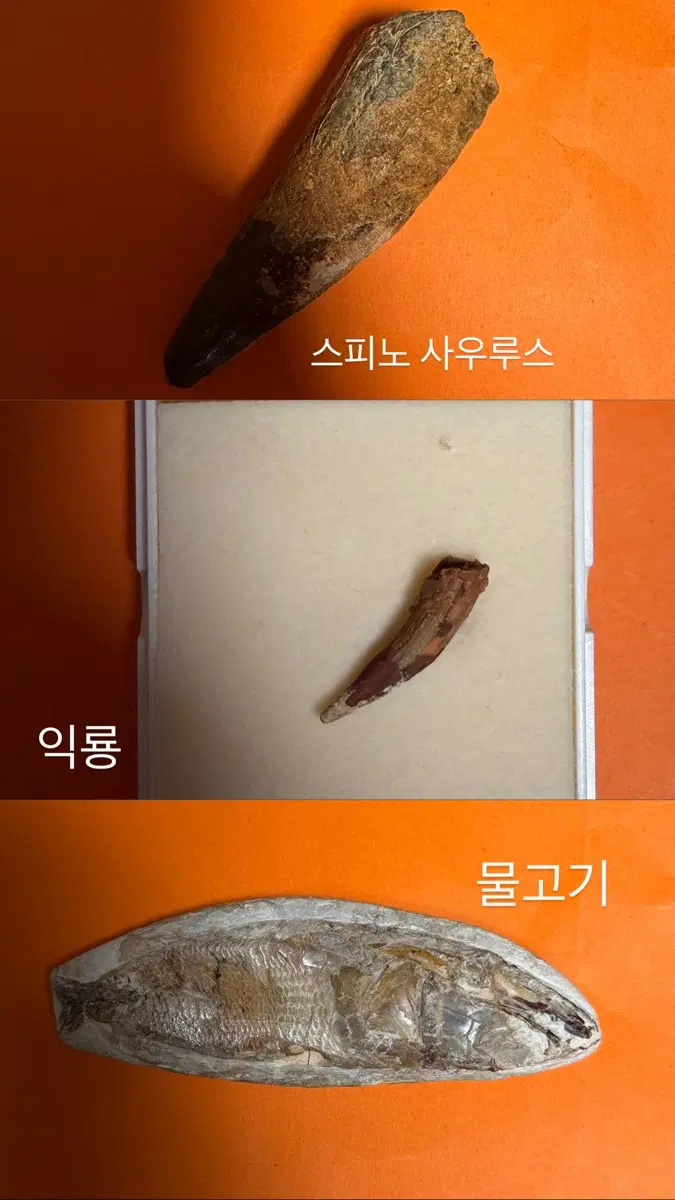 화석 일괄 판매