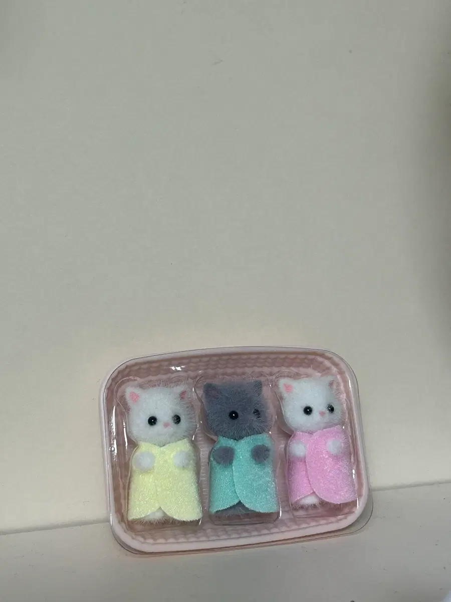 실바니안 페르시안 고양이 세쌍둥이