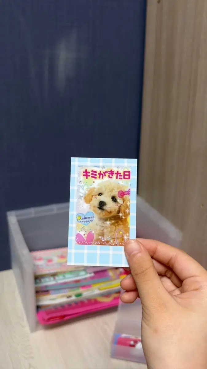 강아지 코팅 지류
