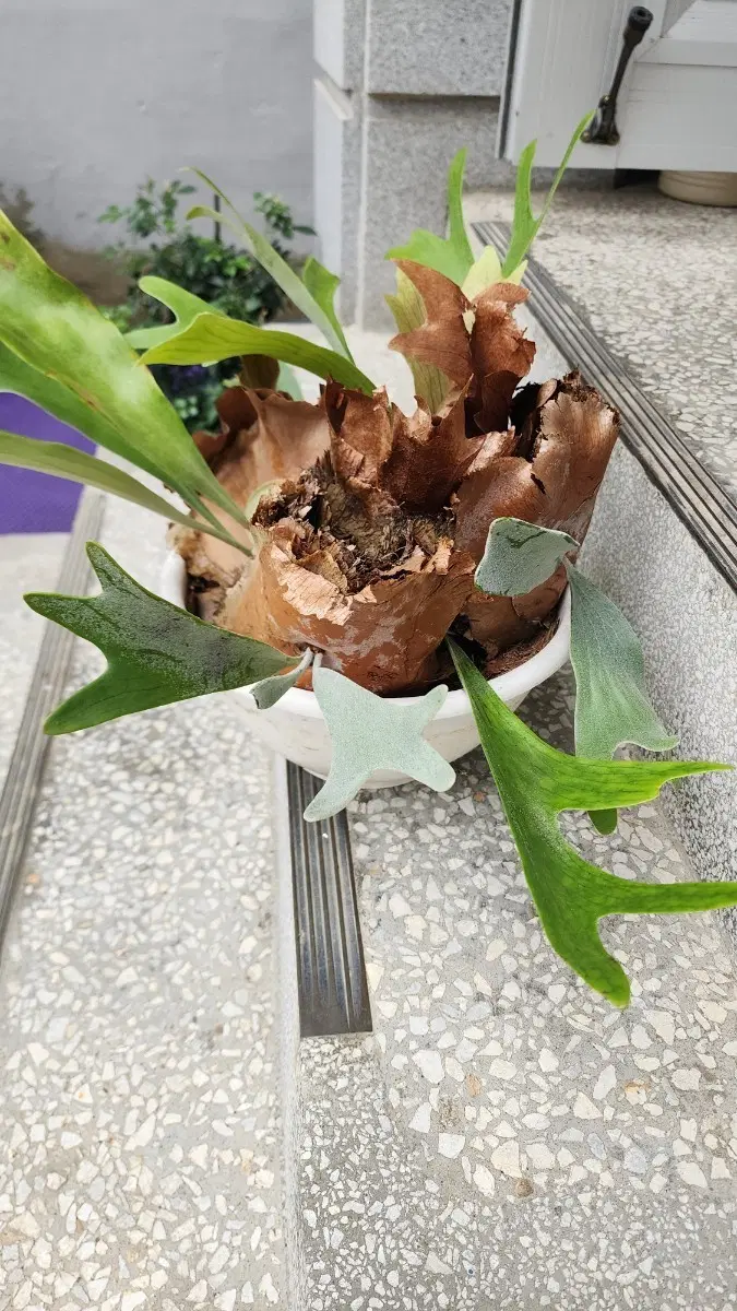 박쥐란