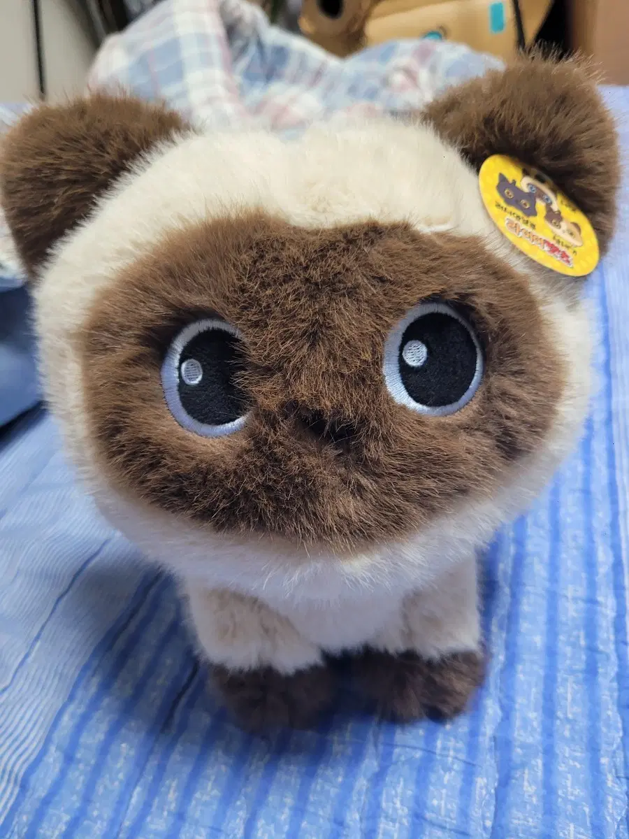 고양이 인형