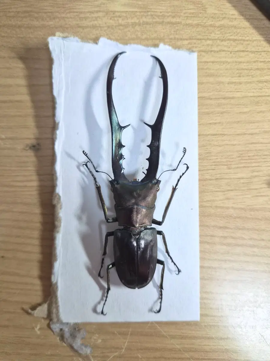 메탈리퍼가위사슴벌레 피네아종 표본