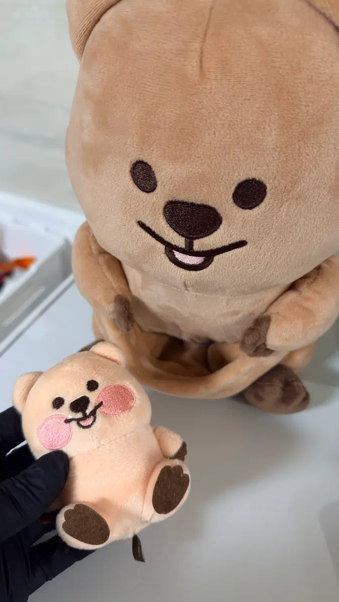 쿼카 인형 세트