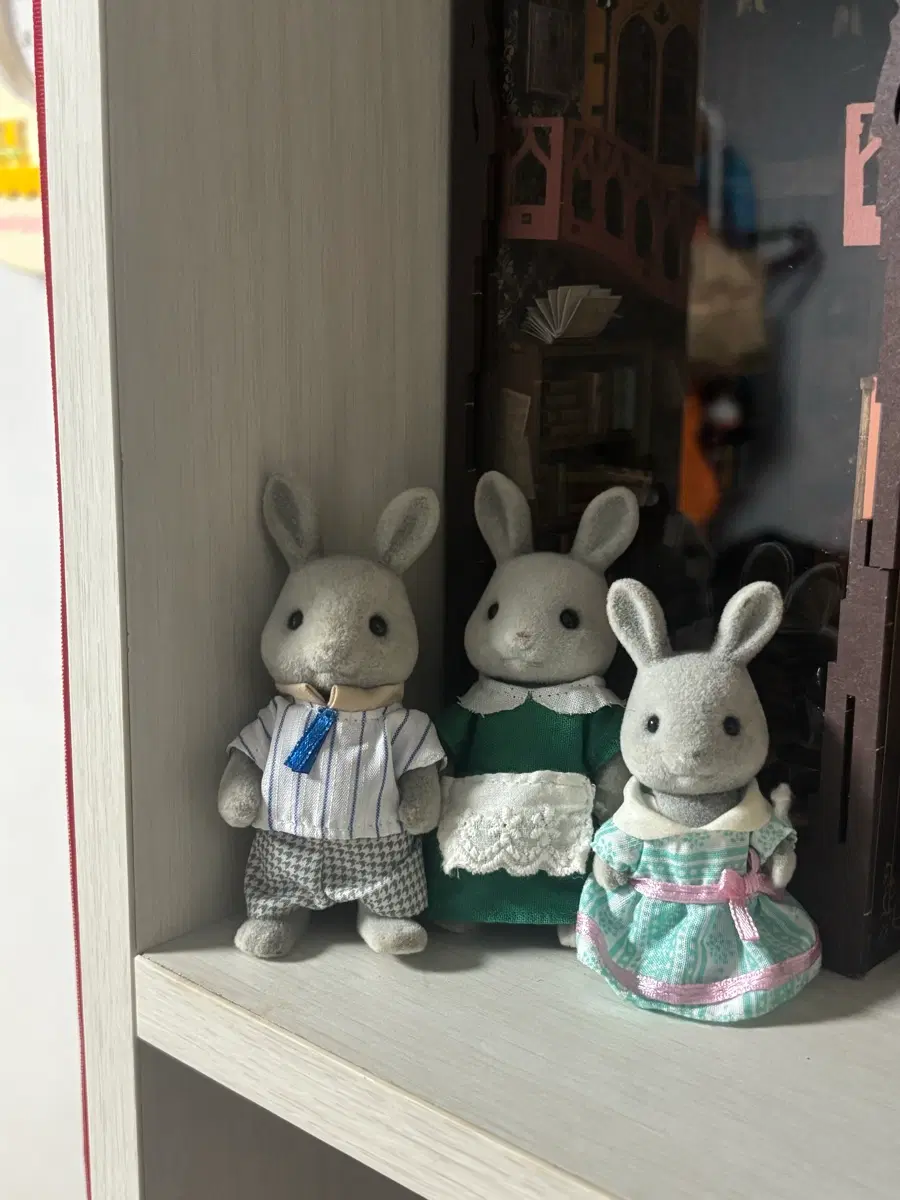 실바니안 회색토끼