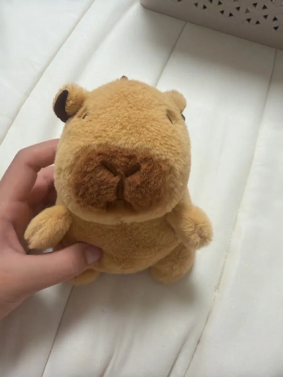 미니 카피바라 인형