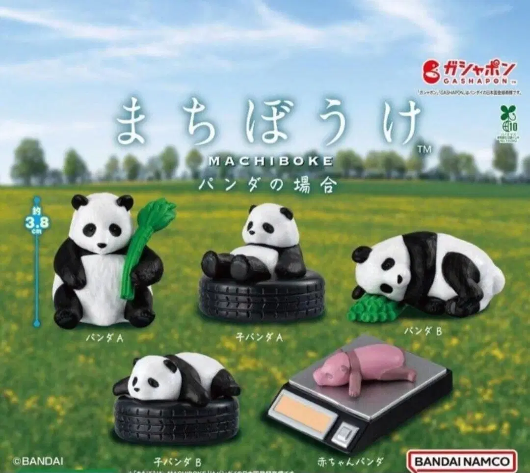 마치보우케 판다 5종 세트