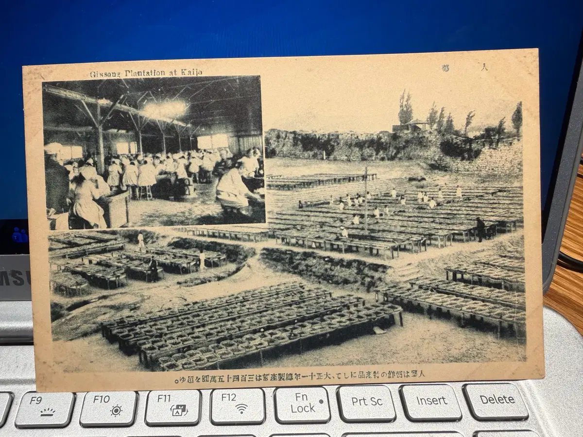 1922년 - 개성 고려인삼 플랜테이션 - 조선총독부 발행 관제 홍보 엽서