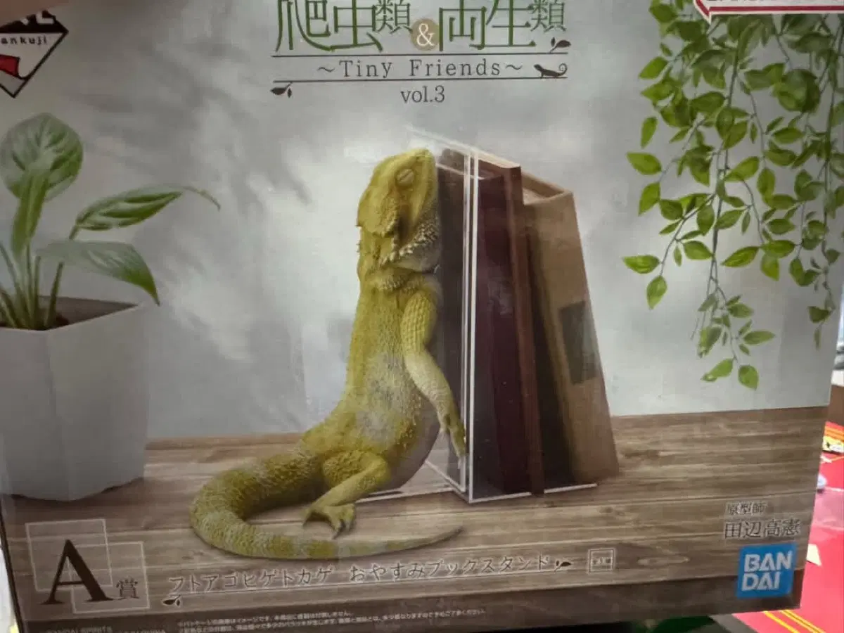 파충류, 도마뱀, 양서류 쿠지 A상, C상 판매합니다