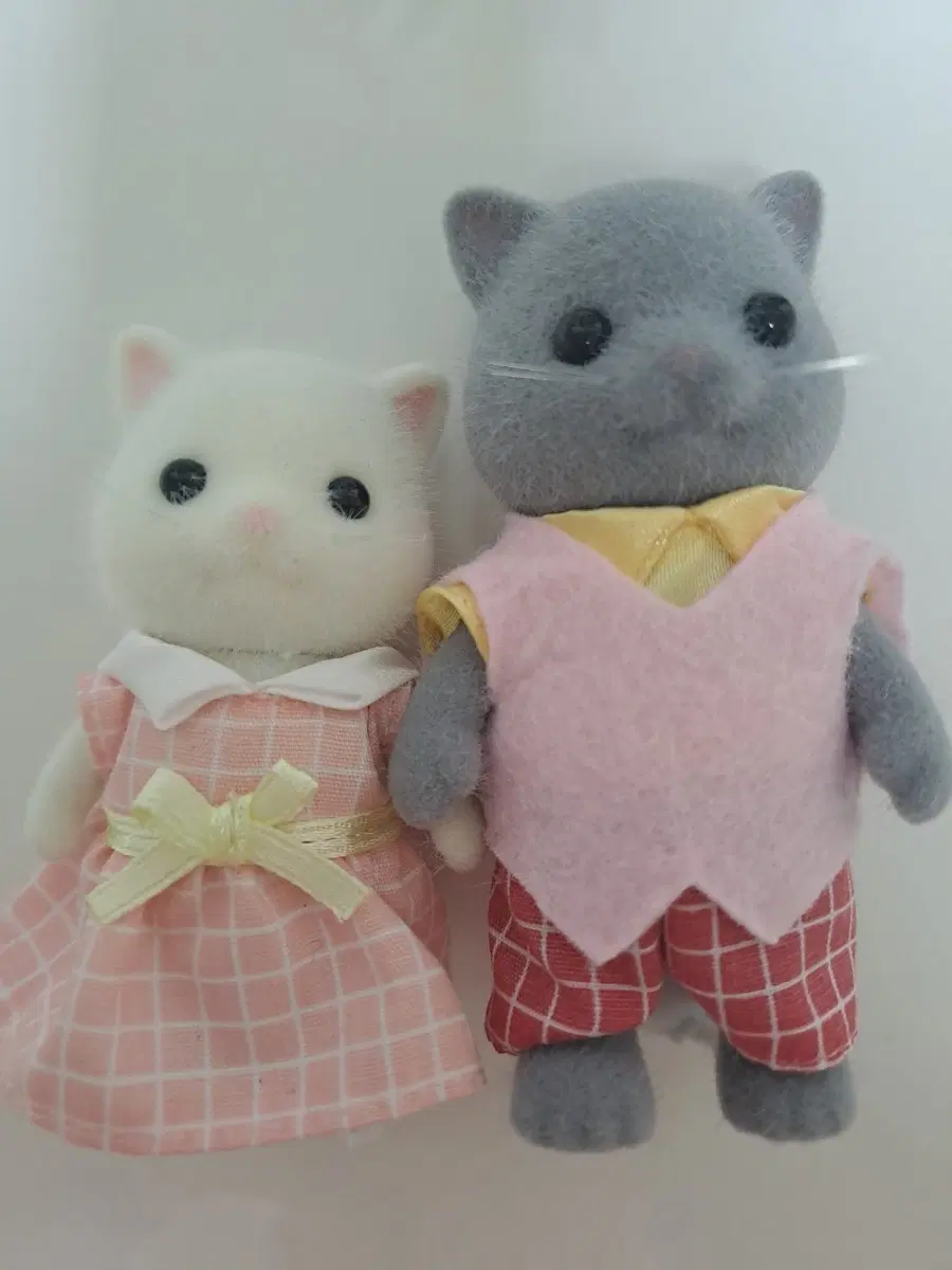 실바니안 패밀리 페르시안 고양이
