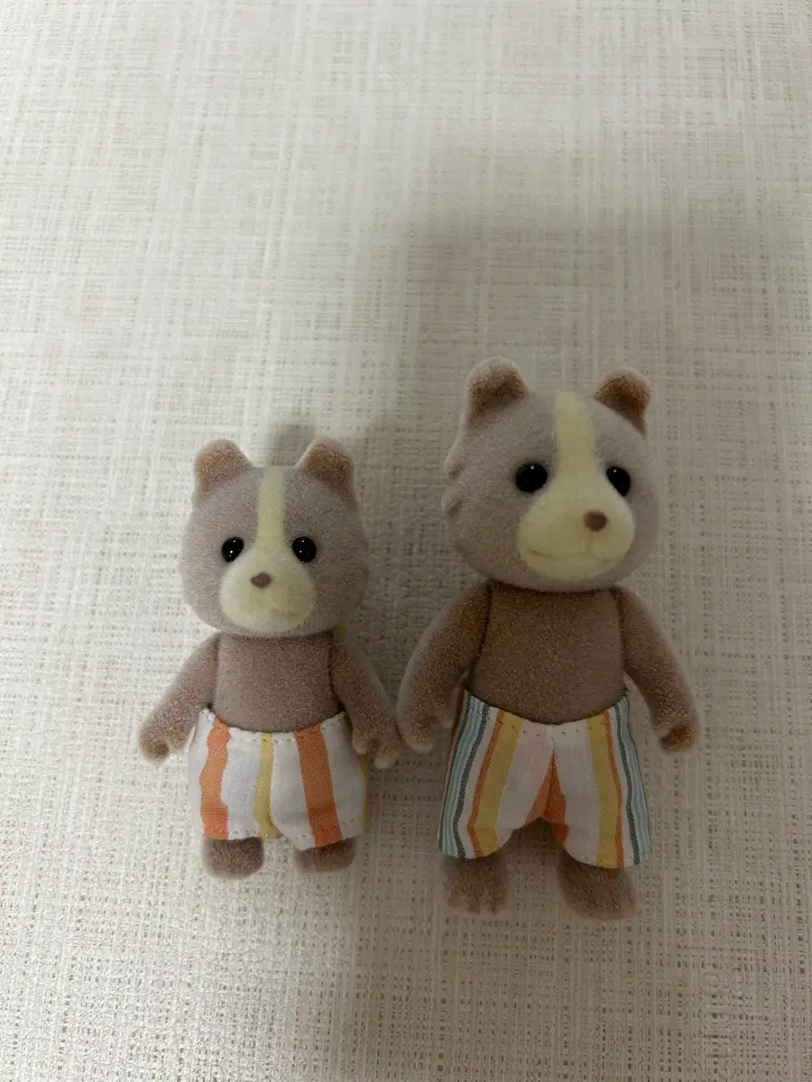 실바니안 강아지