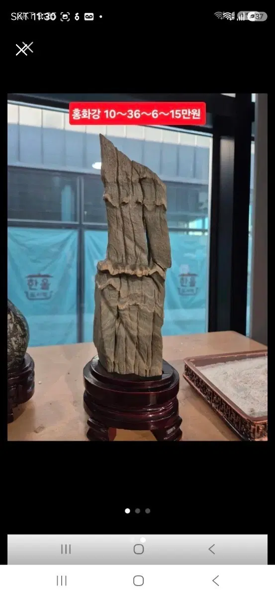 홍화강 석물 10~36cm 6~15만원