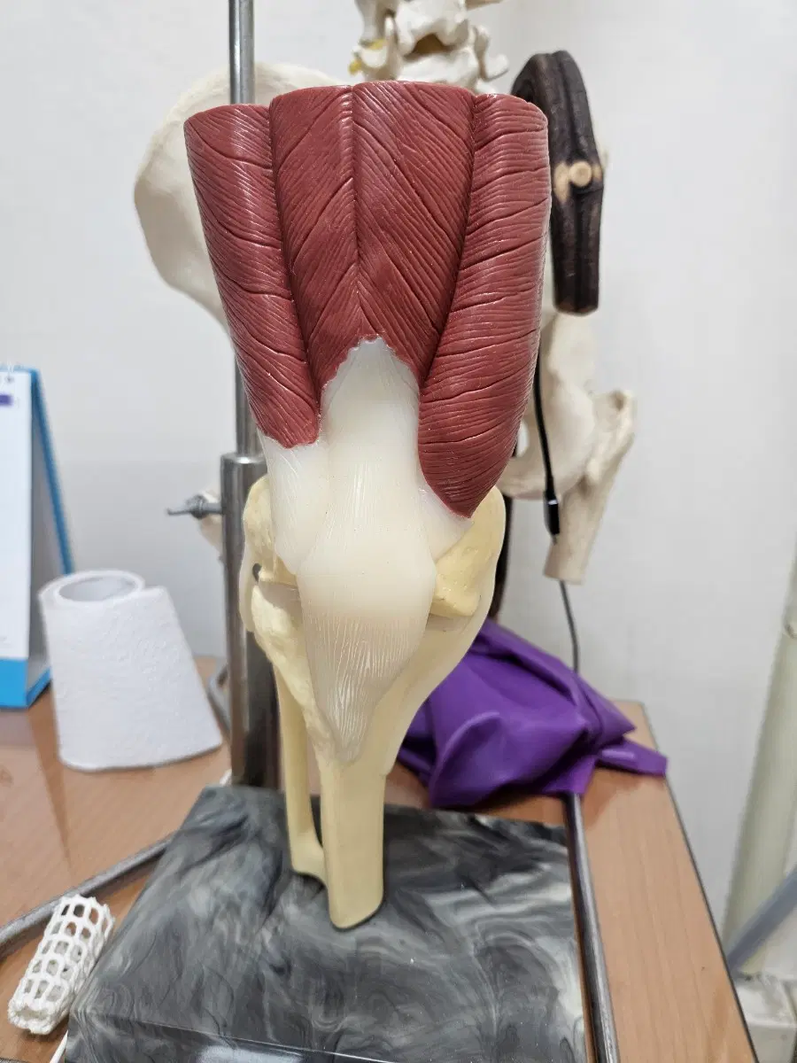 무릎관절모형