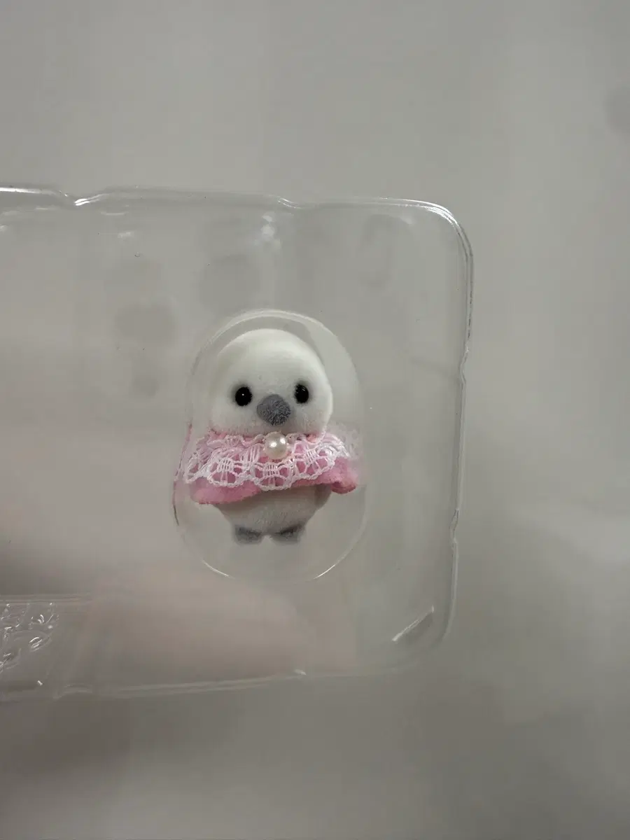 실바니안 뱁새 신생아