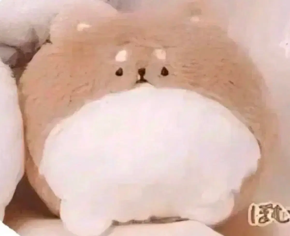포메라니안 인형 키링 가챠
