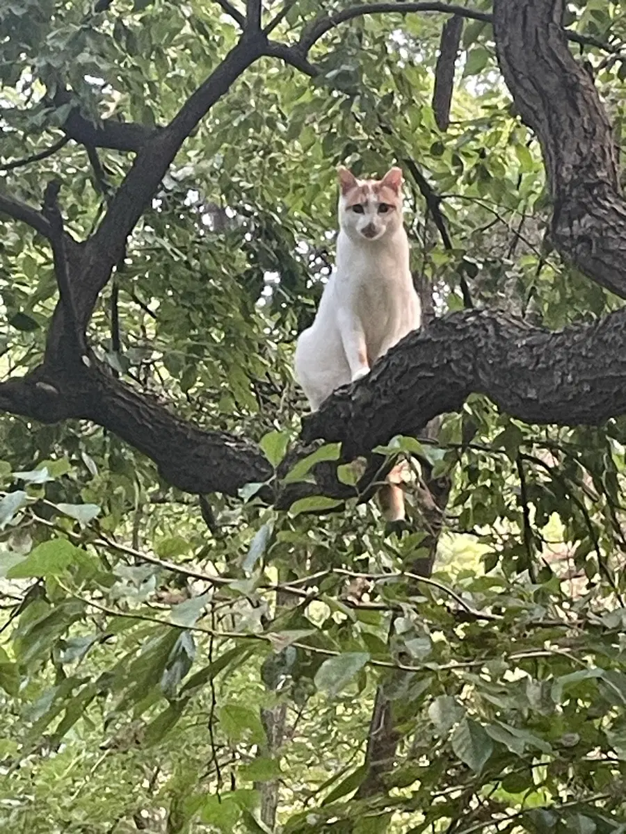 고양이