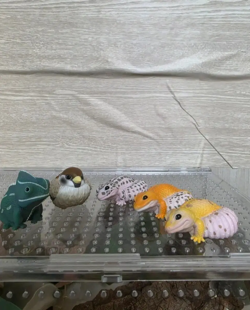 테노리프렌즈 참새 레오파드게코 카멜레온 일괄