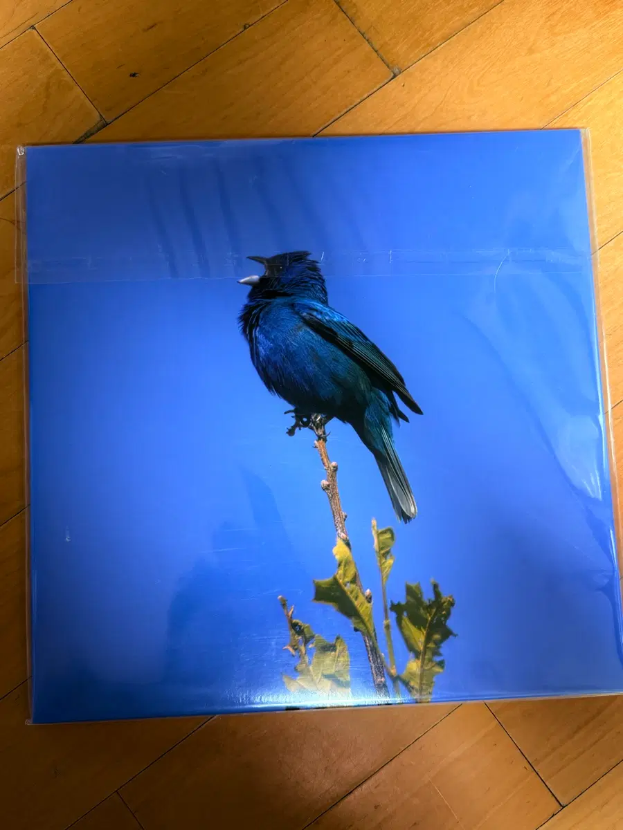 윤지영 블루버드 lp