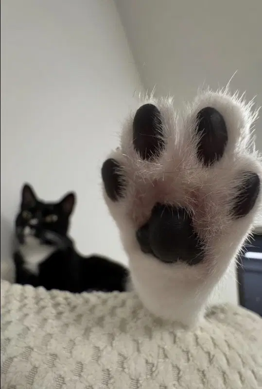 호시나사랑녀님