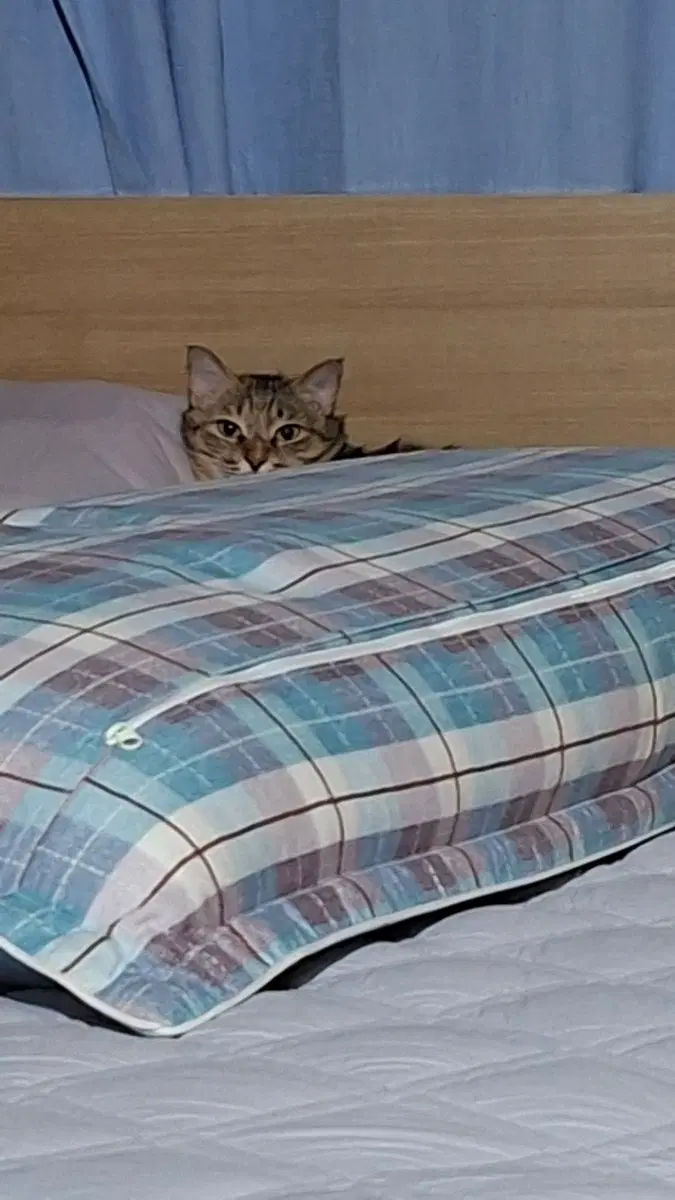 팔아요