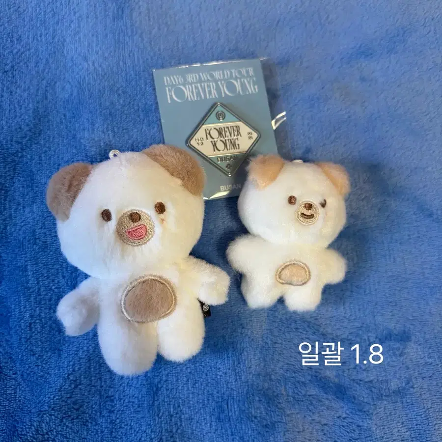 데이식스 굿즈 돈