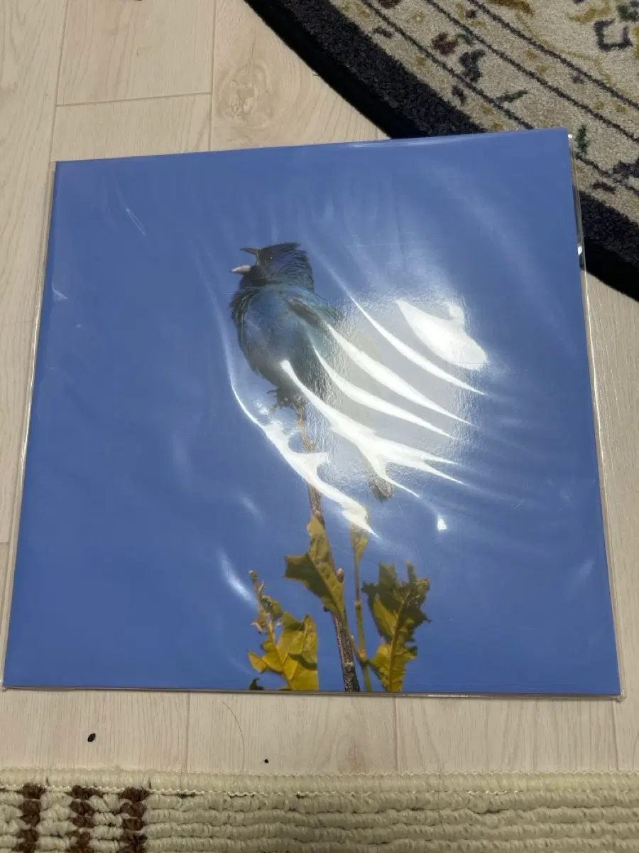 윤지영 blue bird lp 미개봉