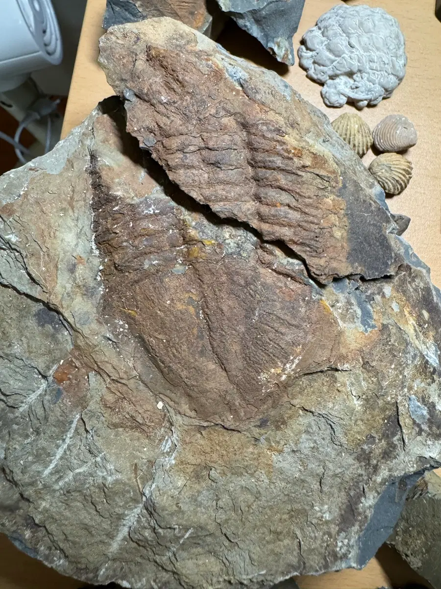 바실리엘라 삼엽충