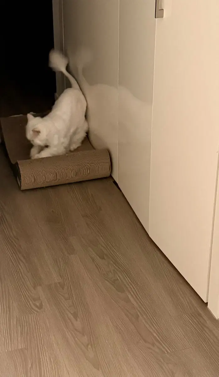 애플 뮤직 가족팟 1명 구함