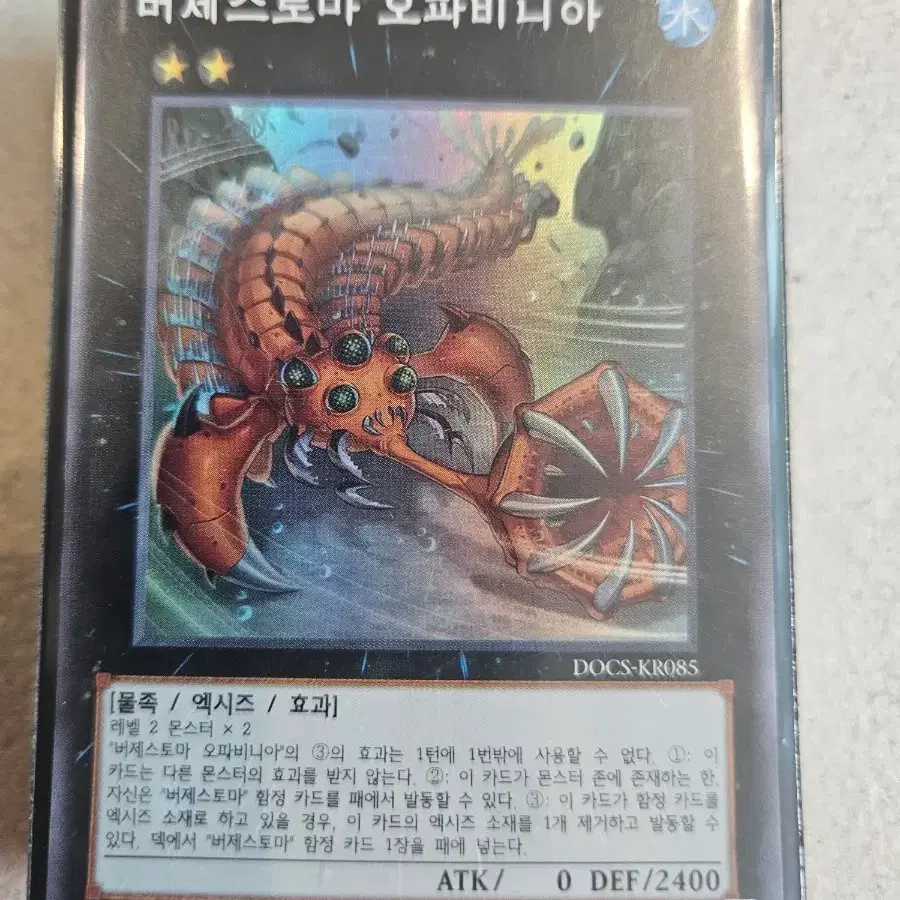 버제스토마 오파비니아 슈레